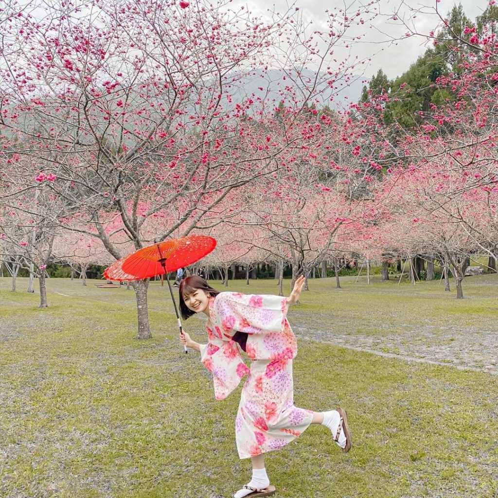 九族櫻花祭｜春暖花開九族櫻花季攻略【即時花況】賞櫻時間地點、日月潭櫻花地圖