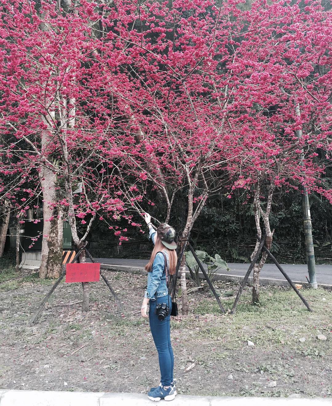 九族櫻花祭｜春暖花開九族櫻花季攻略【即時花況】賞櫻時間地點、日月潭櫻花地圖