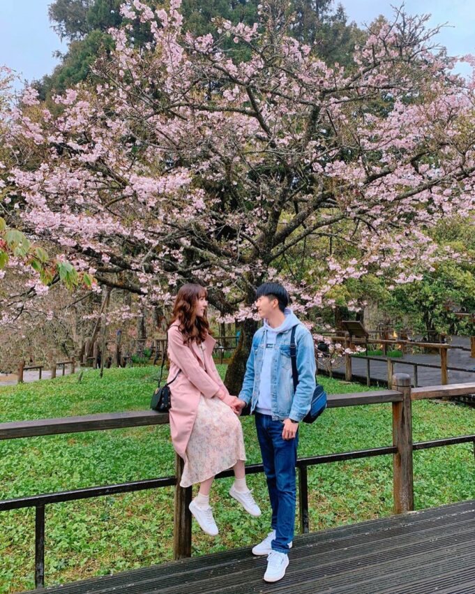 阿里山櫻花季【阿里山賞櫻攻略】門票優惠、櫻花即時花況、交通管制圖懶人包 阿里山櫻花季【阿里山賞櫻攻略】門票優惠、櫻花即時花況、交通管制圖懶人包