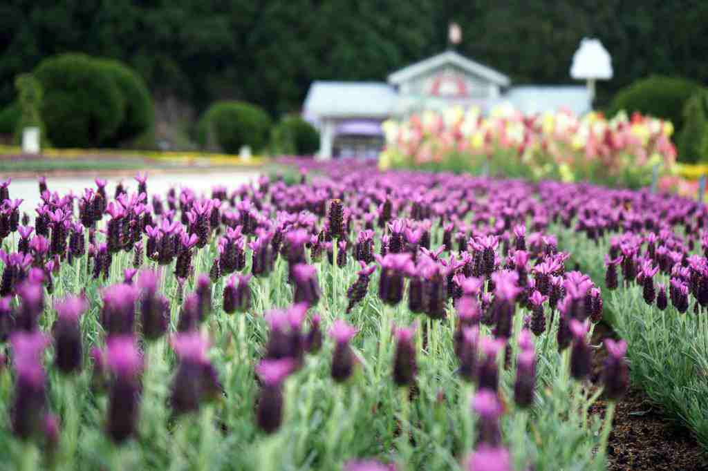 九族薰衣草 【2026九族薰衣草季】帶你直奔歐洲，欣賞紫戀薰衣草浪漫花海｜花季時間、活動優惠、交通資訊 1 2026
