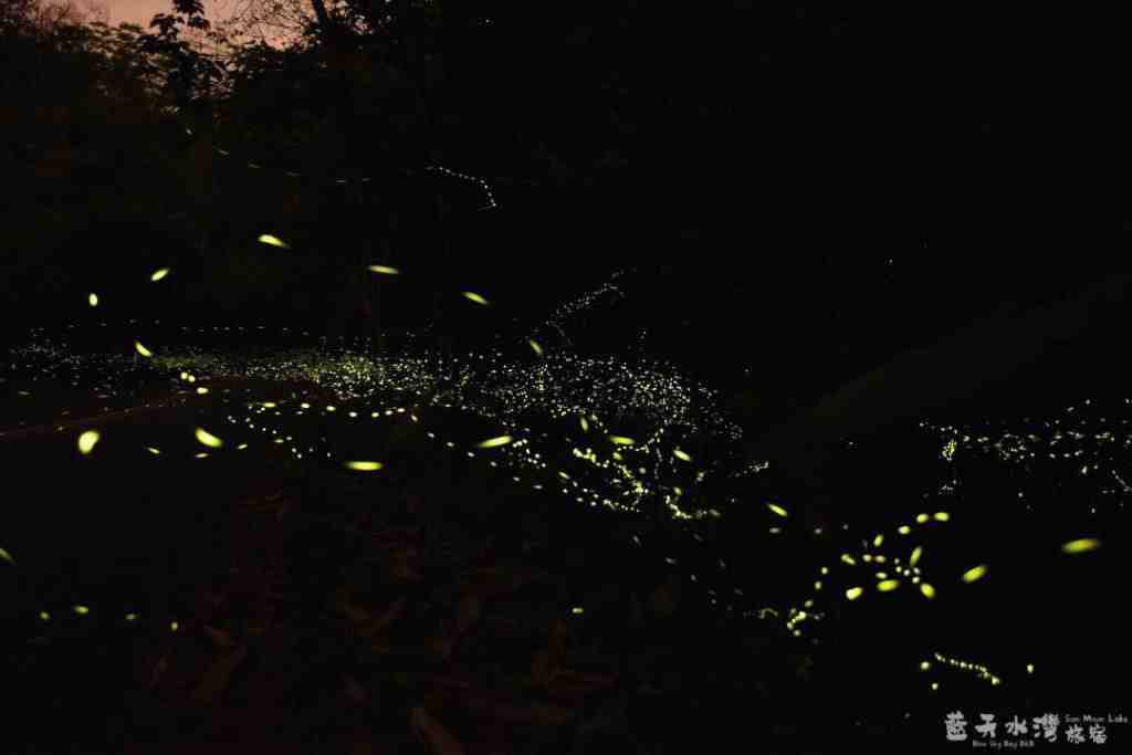 【日月潭螢火蟲季】7 大賞螢景點全攻略,時間、地點、路線、報名一次搞定 【日月潭螢火蟲季】7 大賞螢景點全攻略,時間、地點、路線、報名一次搞定