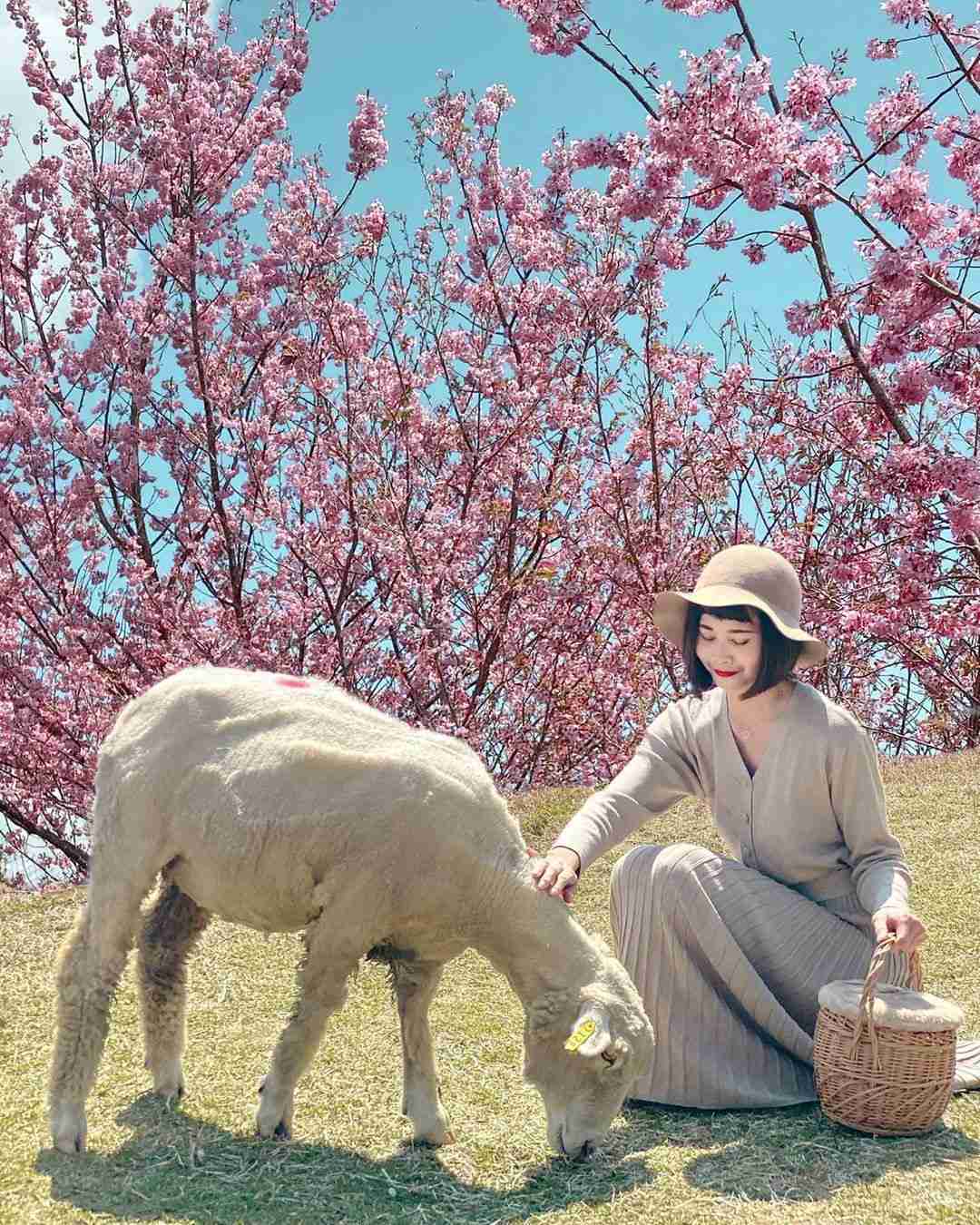 清境天氣 春天 清境櫻花 羊