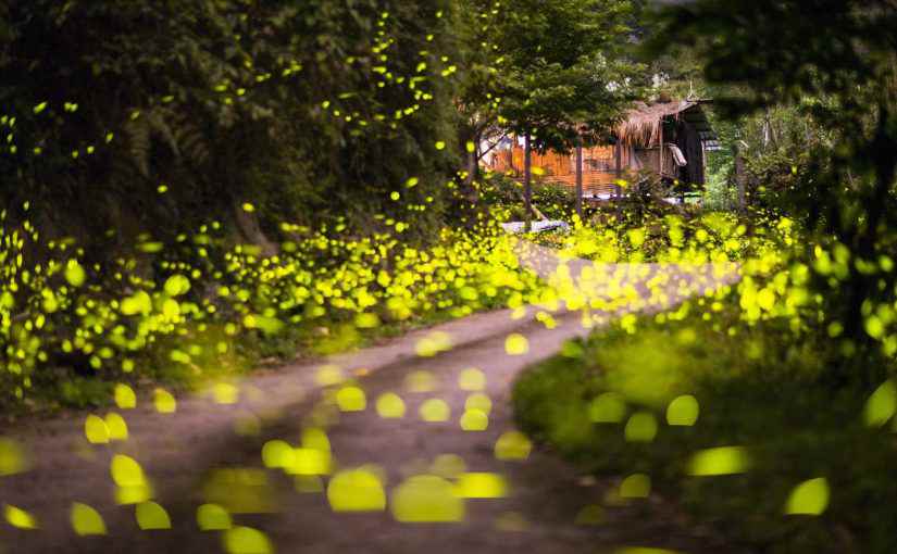 嘉義螢火蟲｜6間民宿免費導覽，帶你走進浪漫螢火蟲世界！