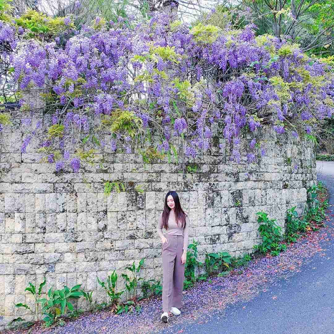 清境天氣 清境紫藤花海