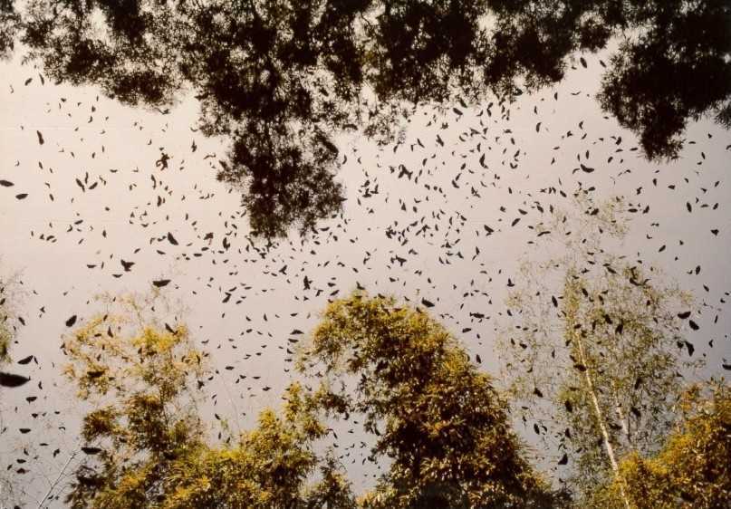 埔里蝴蝶 埔里蝴蝶 | 精選3處埔里賞蝶景點，跟著自然界的精靈去埔里旅遊 5 2026