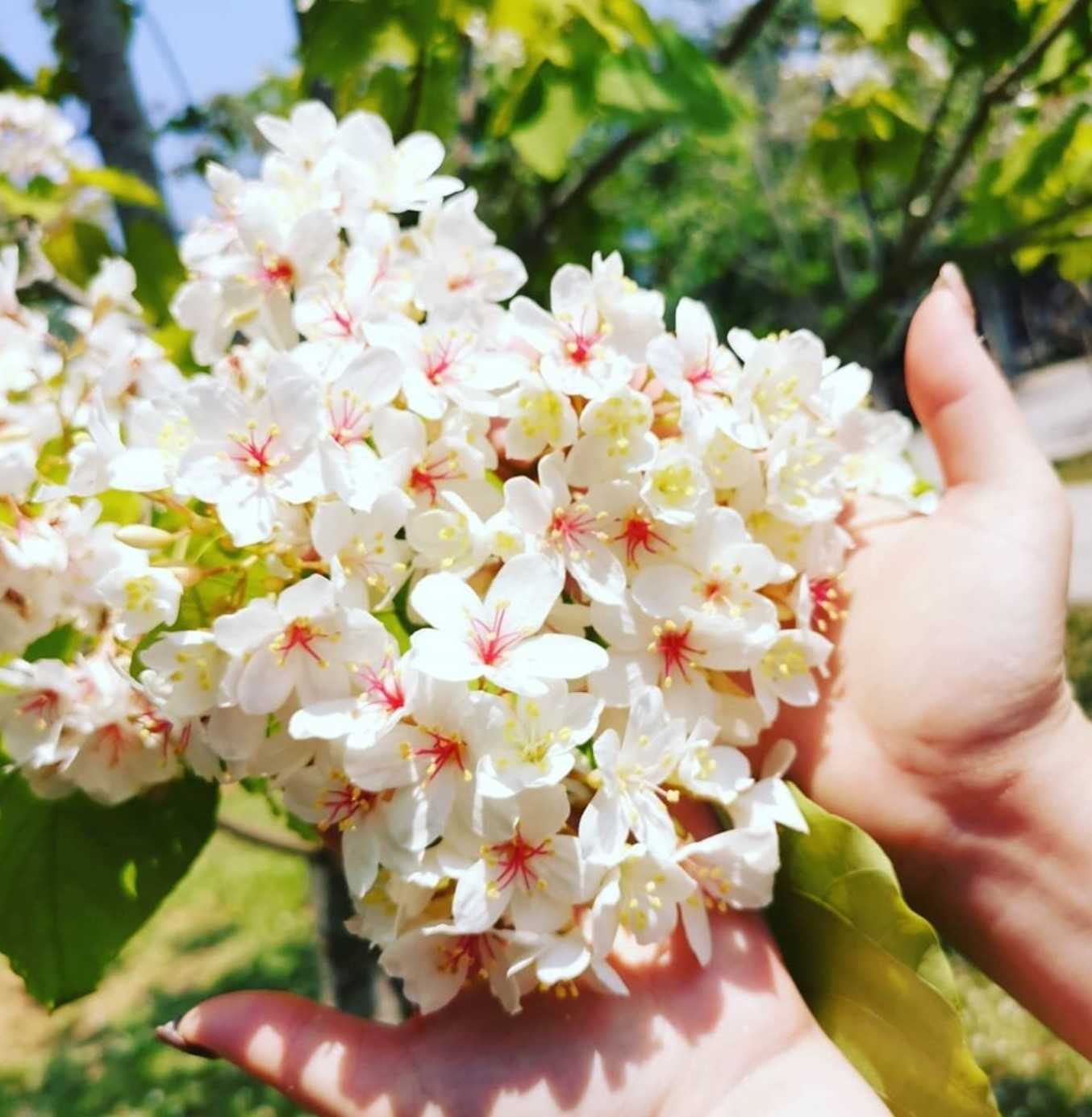 油桐花 油桐花