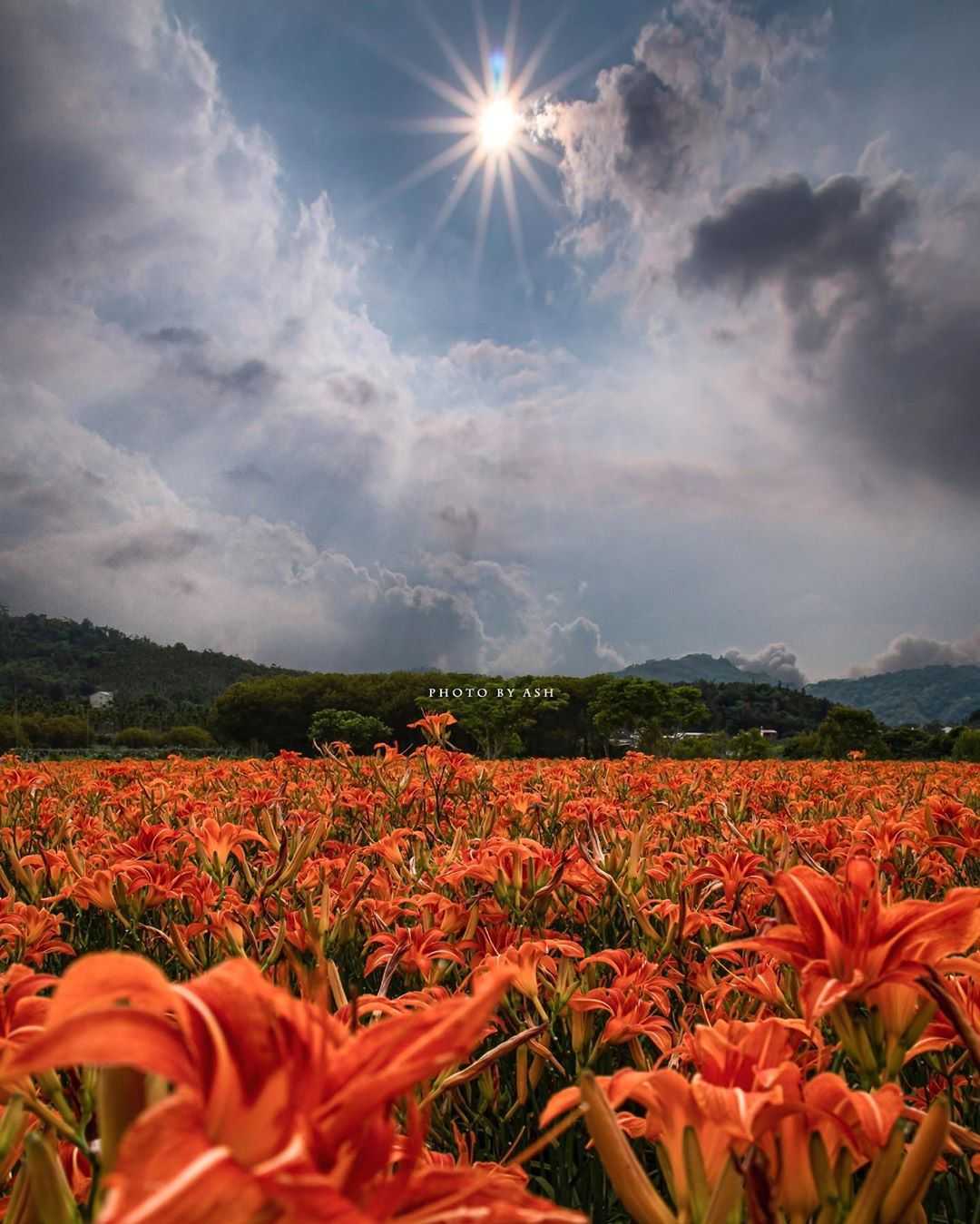 頭社金針花 【頭社金針花】日月潭頭社活盆地，夢幻金針花季絢爛盛開中！ 1 2026