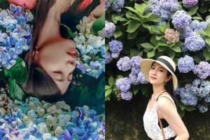 杉林溪繡球花季｜全台最美繡球花花季時間/交通方式，杉林溪繡球花一日遊攻略。