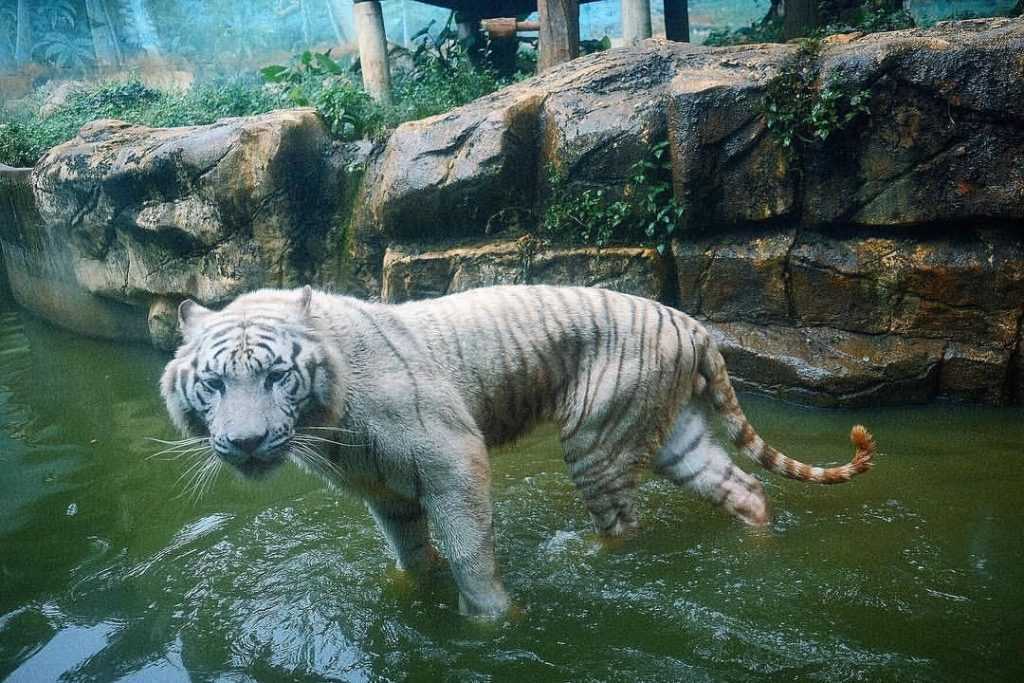 【六福村主題遊樂園】六福村遊樂設施/門票優惠/星光票/水樂園/動物園/萬聖節懶人包