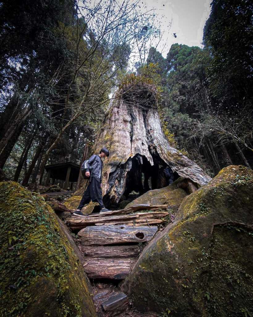 溪頭杉林溪景點 ：千古紅檜