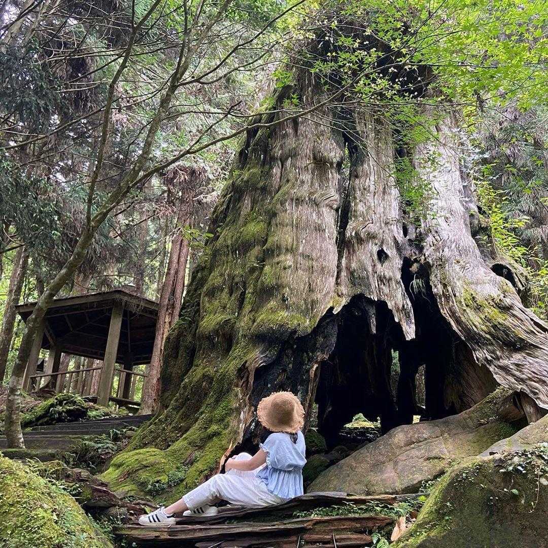 杉林溪一日遊必拍景點、門票優惠、賞螢花季、交通攻略|杉林溪森林生態渡假園區 杉林溪森林生態渡假園區, 千古紅檜, 杉林溪打卡景點, 杉林溪一日遊