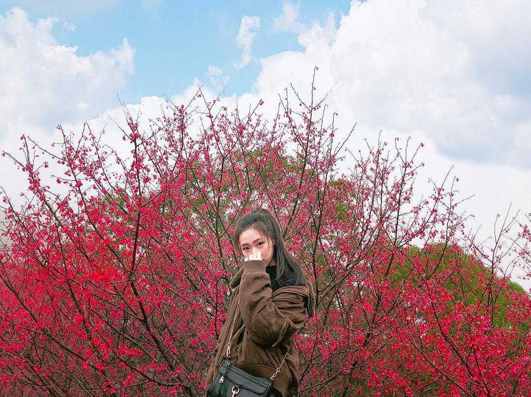 苗栗天氣 櫻花 苗栗天氣 櫻花