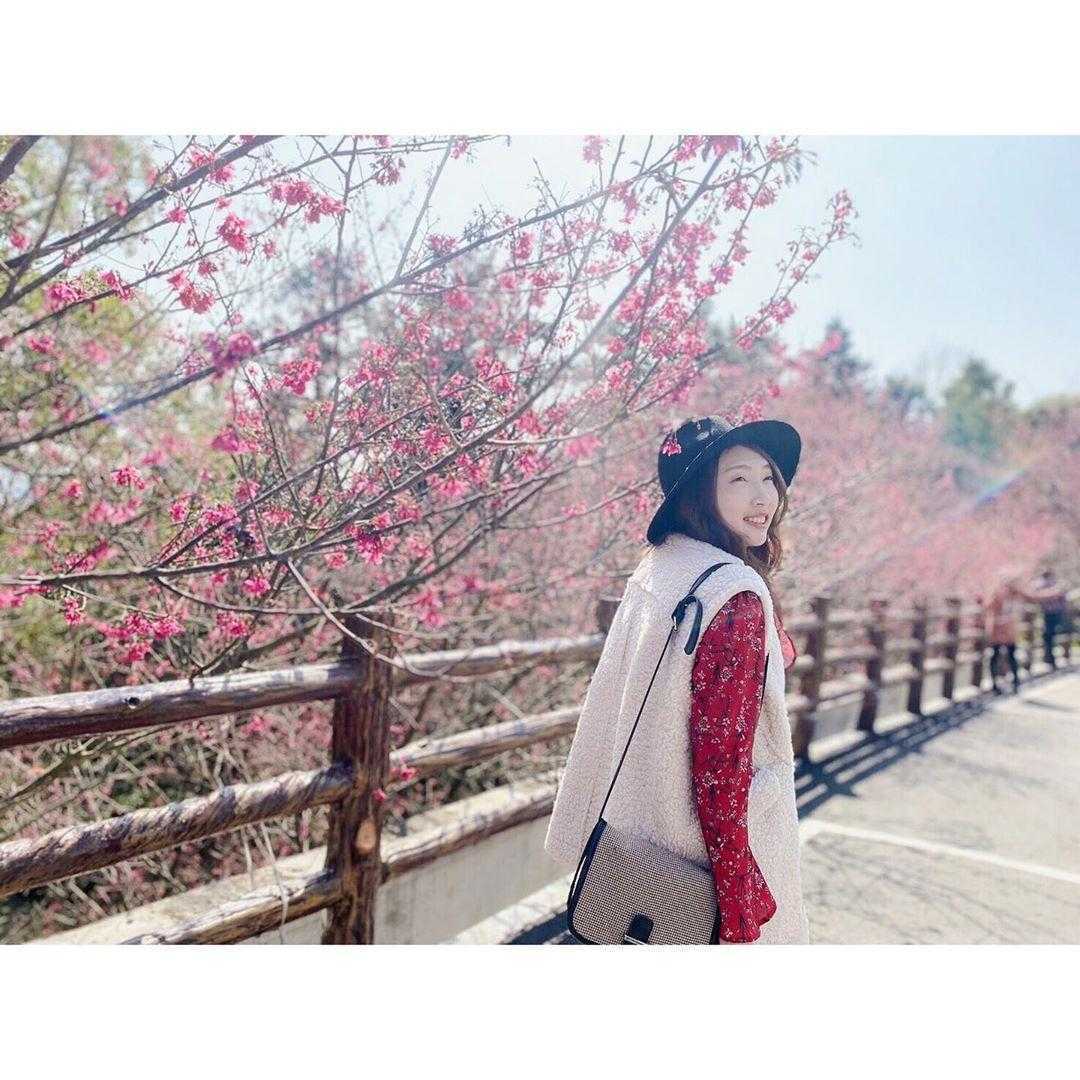 苗栗天氣 櫻花 苗栗天氣 櫻花