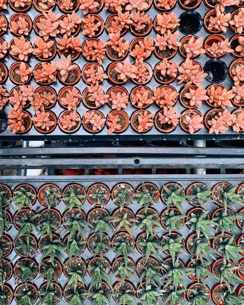 多肉秘境 埔里多肉秘境 ｜最新仙人掌、多肉植物秘境、療癒多肉盆栽DIY，免門票打卡景點！ 2 2026