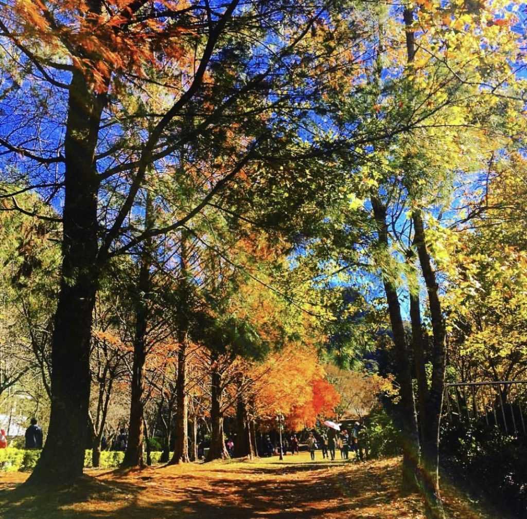 奧萬大楓葉步道 賞楓 楓葉 紅,奧萬大,奧萬大門票, 奧萬大國家森林遊樂區, 奧萬大一日遊, 奧萬大兩天一夜, 奧萬大楓紅餐廳菜單, 奧萬大楓紅餐廳, 清境到奧萬大, 清境奧萬大, 奧萬大到清境, 日月潭到奧萬大, 奧萬大接駁小車, klook奧萬大, kkday奧萬大, 楓葉奧萬大, 清境農場到奧萬大, 奧萬大到武界, 奧萬大到日月潭, 賞楓奧萬大, 清境農場奧萬大, 奧萬大買一送一, 奧萬大玩水, 2023奧萬大, 11月奧萬大, 日月潭奧萬大, 到奧萬大, 奧萬大一日, 奧萬大的楓葉, 12月奧萬大, 奧萬大到清境農場, 10月奧萬大, 奧灣大, 奧萬大一月, 奧萬大的門票, 奧萬大之旅, 2月奧萬大, 9月奧萬大, 4月奧萬大, 奧萬大兩天一夜行程, 福壽山奧萬大, 四月奧萬大, 去奧萬大, 奧萬大到清境交通, 奧萬大森遊區,