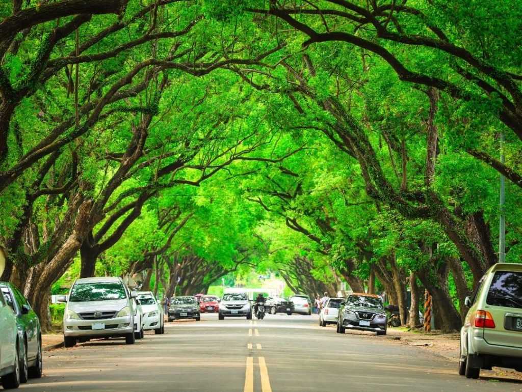 中興新村一日遊 ：綠色大道 中興新村景點 中興新村IG