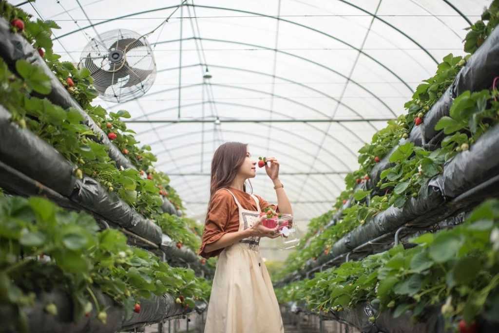 埔里景點推薦|10個埔里一日遊必玩景點!最新IG打卡美拍、交通路線、親子旅遊懶人包 楓樺台一度假村, 採草莓