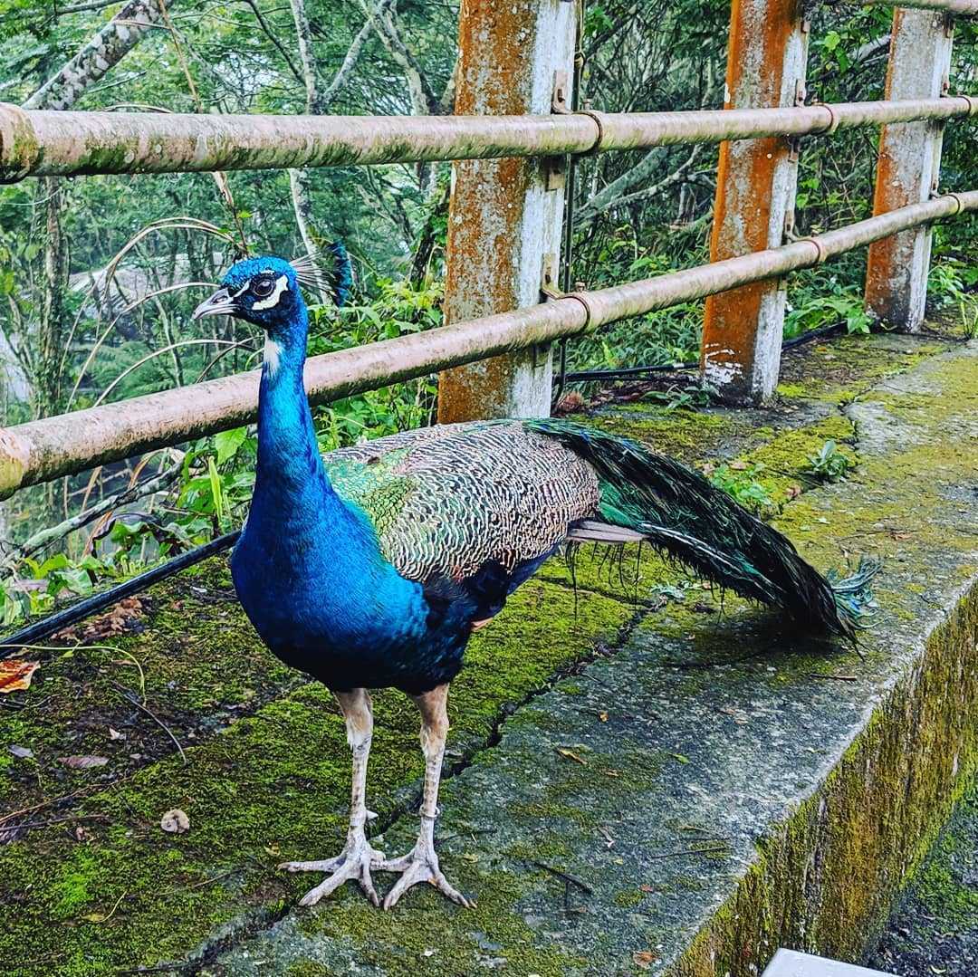 鳳凰谷鳥園生態園區 ｜孔雀