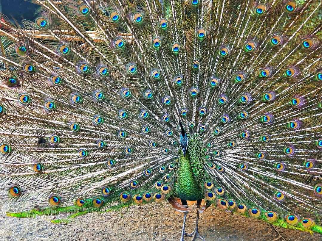 鳳凰谷鳥園生態園區 ｜孔雀