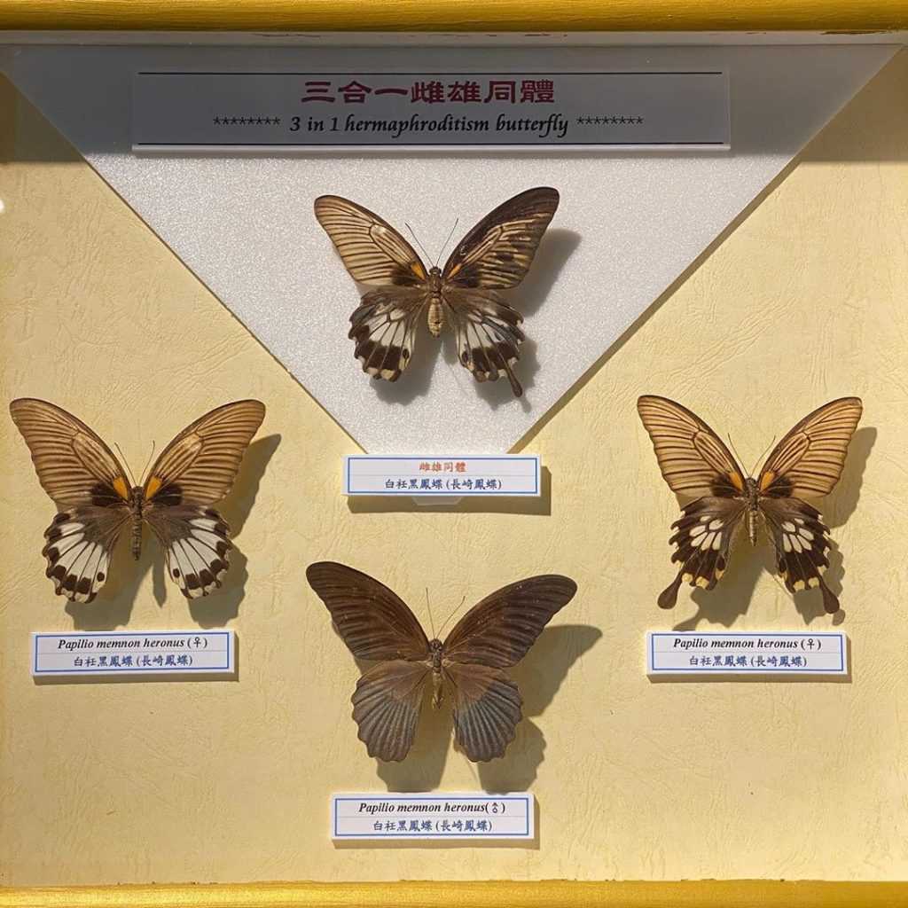 木生昆蟲博物館 埔里木生昆蟲博物館｜蝴蝶小鎮生態休閒園區｜園區導覽解說、世界珍藏標本、DIY體驗 9 2026