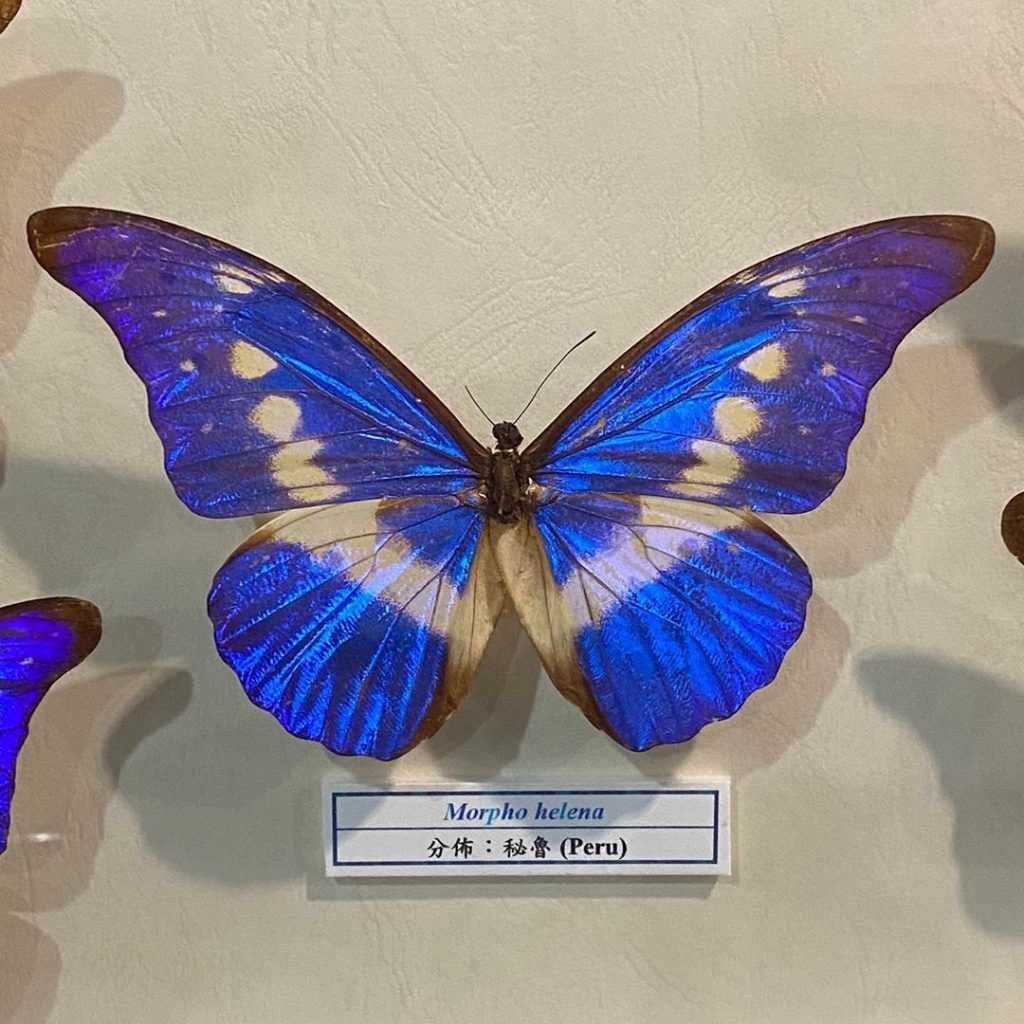木生昆蟲博物館 埔里木生昆蟲博物館｜蝴蝶小鎮生態休閒園區｜園區導覽解說、世界珍藏標本、DIY體驗 2 2026