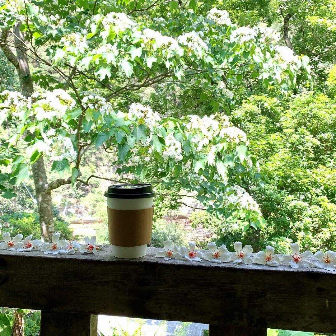 【八仙山國家森林遊樂區】鄰近台中谷關的森林秘境，台中八仙山一日遊景點攻略、門票優惠、即時影像！