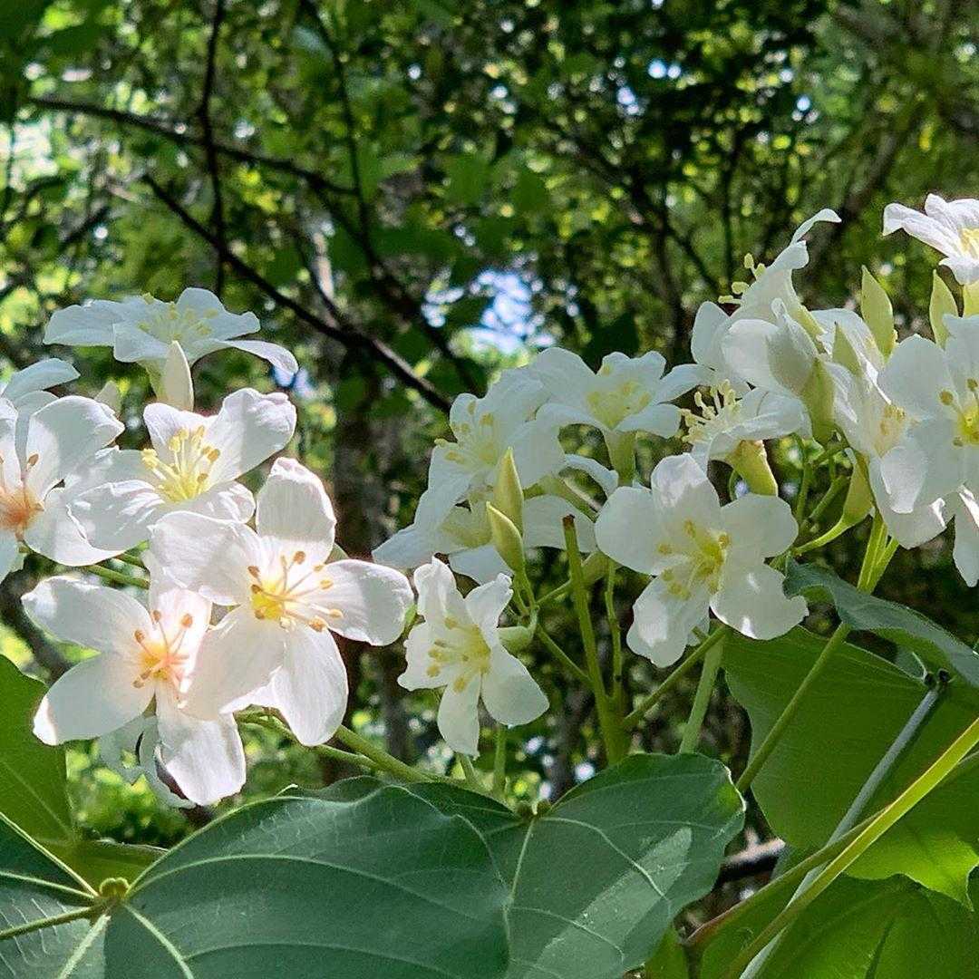 【八仙山國家森林遊樂區】鄰近台中谷關的森林秘境，台中八仙山一日遊景點攻略、門票優惠、即時影像！
