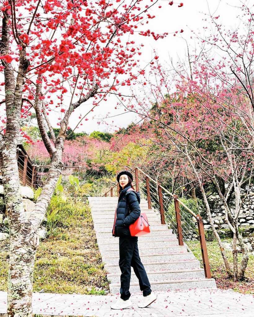 【八仙山國家森林遊樂區】鄰近台中谷關的森林秘境，台中八仙山一日遊景點攻略、門票優惠、即時影像！