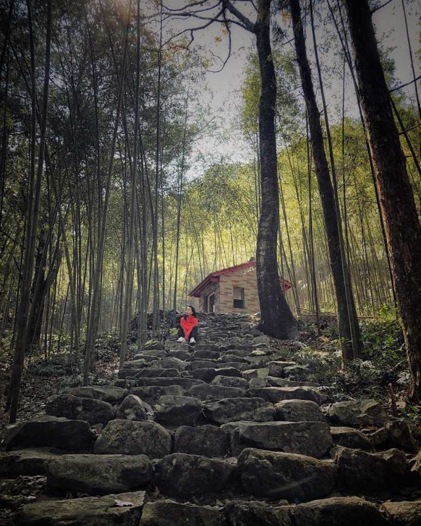 【八仙山國家森林遊樂區】鄰近台中谷關的森林秘境，台中八仙山一日遊景點攻略、門票優惠、即時影像！