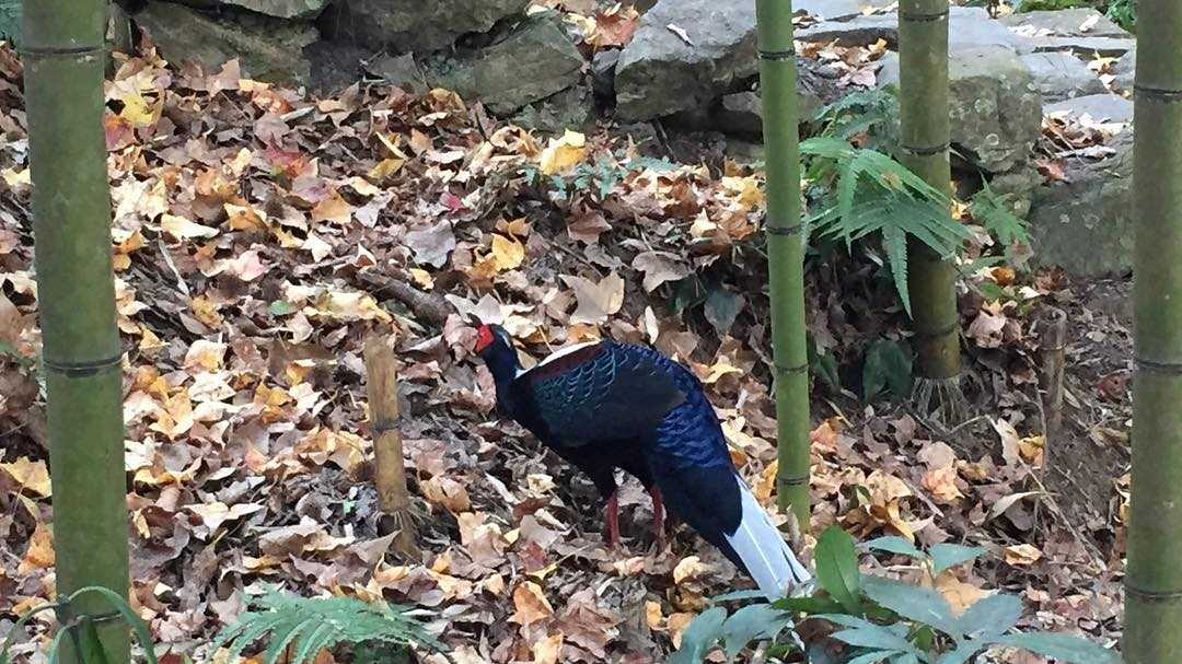 【八仙山國家森林遊樂區】鄰近台中谷關的森林秘境，台中八仙山一日遊景點攻略、門票優惠、即時影像！
