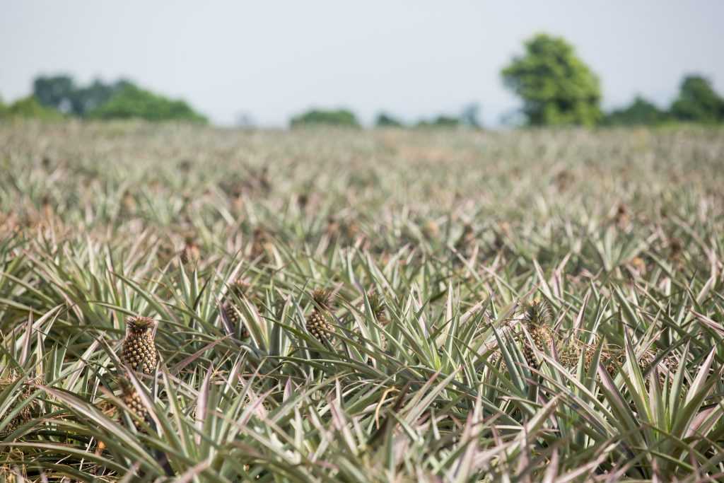 微熱山丘︱南投三合院創始店｜隱身在139縣道上的三合院，最有人情味的伴手禮。 2 2026