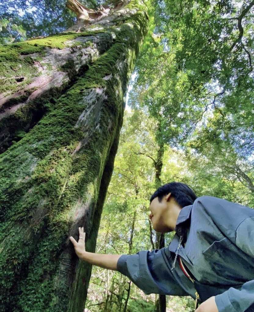 【大雪山國家森林遊樂區】來趟台中大雪山一日遊，2024門票優惠與交通，中台灣最高海拔國家公園森林秘境！