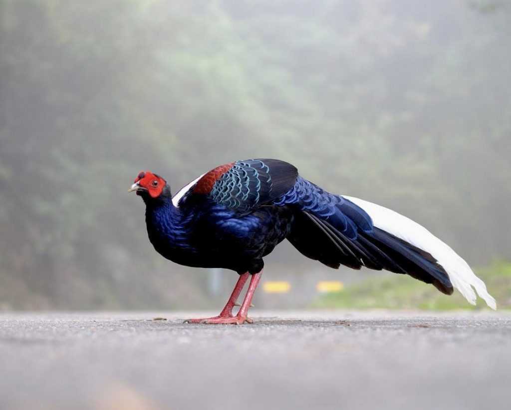大雪山國家森林遊樂區 －帝雉,大雪山,大雪山森林遊樂區, 大雪山國家森林遊樂區, 大雪山住宿, 大雪山森林遊樂區住宿, 大雪山森林遊樂區怎麼玩, 大雪山門票, 大雪山國家公園, 大雪山莊園民宿, 台中大雪山, 大雪山訂房, 大雪山天池, 小雪山天池, 大雪山賓館, 大雪山訂房攻略, 大雪山國家森林遊樂區 門票, 大雪山国家森林游乐区, 大雪山國家森林遊樂區二日遊, 大雪山怎麼玩, 大雪山神木, 大雪山森林, 大雪山遊樂區, 雪山森林遊樂區, 大雪山国家森林游乐区票券資訊, 昭月民宿, 大雪山 門票, 大雪山森林遊樂區評價, 大雪山莊, 大雪山國家森林遊樂區 評論, 雪山國家森林遊樂區, 雪山國家公園, 大雪山森林遊樂區交通, 大雪山門票台中市民, 東勢大雪山, 大雪山附近景點, 大雪山步道推薦, 大雪山門票優惠, 大雪山國家森林公園, 台中大雪山森林遊樂區, 大雪山 天池, 大雪山好開嗎, 天池住宿, 雪山坑山, 雪山天池, 大雪山景點, 大雪山在哪裡, 大雪山森林公園, 大雪山交通, 台中 大雪山, 大雪山必買, 大雪山旅遊, 大雪山森林遊樂區門票免費, 大雪山國家森林, 大雪山森林遊樂園, 大雪山台中市民門票, 大雪山門票多少, 大雪山賓館訂房, 大雪山國家森林遊樂區票券資訊, 大雪山小木屋, 大雪山住宿推薦, 