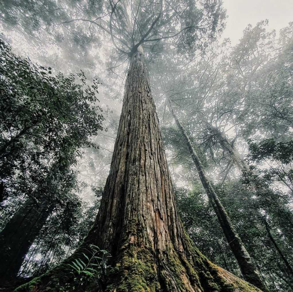 大雪山國家森林遊樂區 －雪山神木,大雪山,大雪山森林遊樂區, 大雪山國家森林遊樂區, 大雪山住宿, 大雪山森林遊樂區住宿, 大雪山森林遊樂區怎麼玩, 大雪山門票, 大雪山國家公園, 大雪山莊園民宿, 台中大雪山, 大雪山訂房, 大雪山天池, 小雪山天池, 大雪山賓館, 大雪山訂房攻略, 大雪山國家森林遊樂區 門票, 大雪山国家森林游乐区, 大雪山國家森林遊樂區二日遊, 大雪山怎麼玩, 大雪山神木, 大雪山森林, 大雪山遊樂區, 雪山森林遊樂區, 大雪山国家森林游乐区票券資訊, 昭月民宿, 大雪山 門票, 大雪山森林遊樂區評價, 大雪山莊, 大雪山國家森林遊樂區 評論, 雪山國家森林遊樂區, 雪山國家公園, 大雪山森林遊樂區交通, 大雪山門票台中市民, 東勢大雪山, 大雪山附近景點, 大雪山步道推薦, 大雪山門票優惠, 大雪山國家森林公園, 台中大雪山森林遊樂區, 大雪山 天池, 大雪山好開嗎, 天池住宿, 雪山坑山, 雪山天池, 大雪山景點, 大雪山在哪裡, 大雪山森林公園, 大雪山交通, 台中 大雪山, 大雪山必買, 大雪山旅遊, 大雪山森林遊樂區門票免費, 大雪山國家森林, 大雪山森林遊樂園, 大雪山台中市民門票, 大雪山門票多少, 大雪山賓館訂房, 大雪山國家森林遊樂區票券資訊, 大雪山小木屋, 大雪山住宿推薦, 