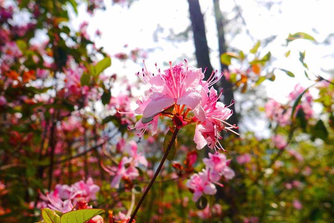 惠蓀實驗林場 惠蓀實驗林場|親子旅遊享受森林浴的時光,步道路線推薦|惠蓀林場一日遊行程、門票、住宿 5 2026