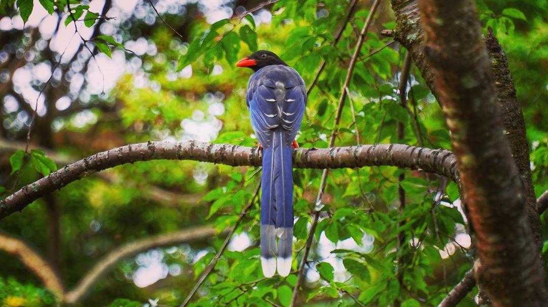 惠蓀實驗林場 | 台灣藍鵲