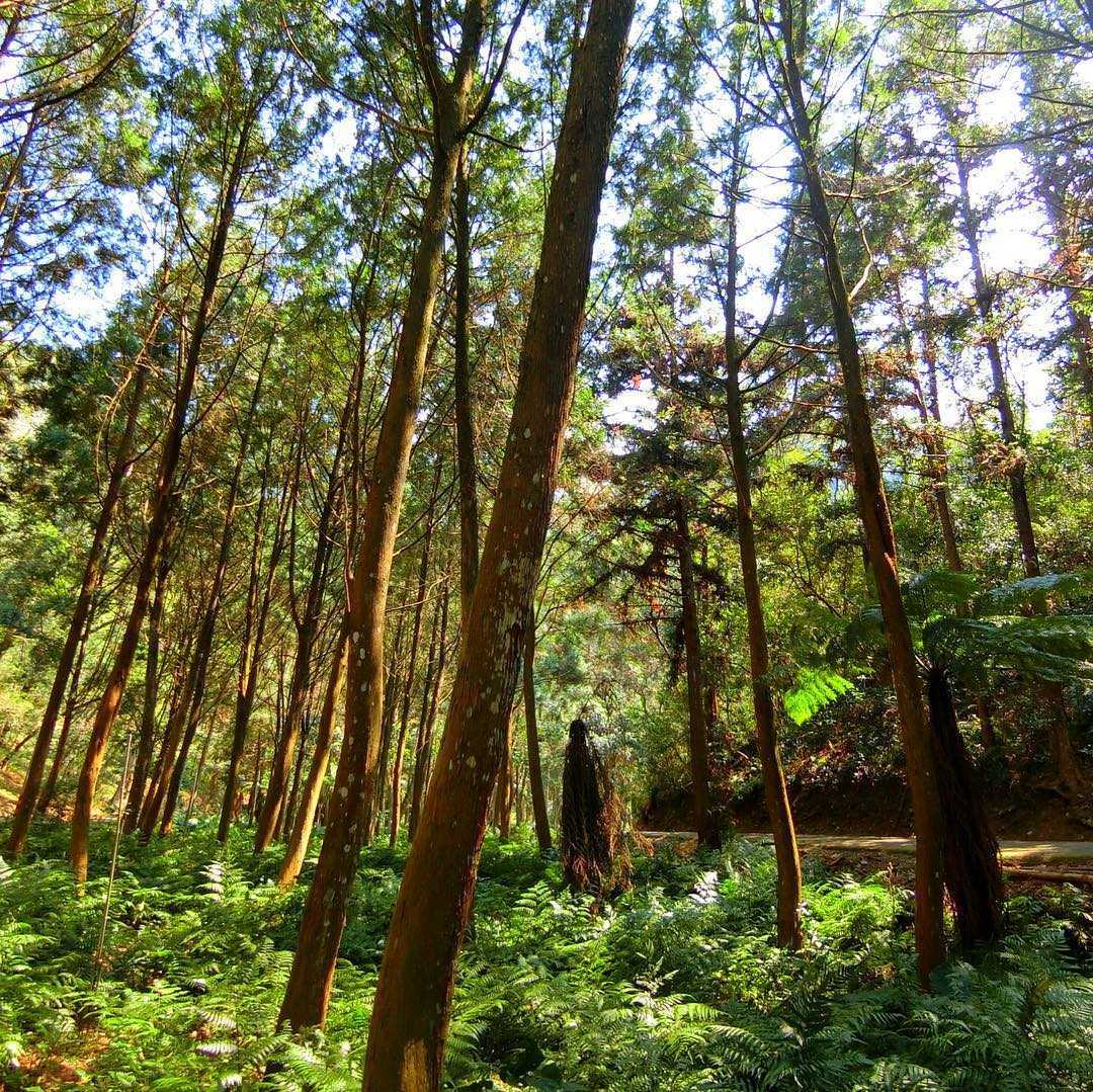 惠蓀實驗林場 惠蓀實驗林場|親子旅遊享受森林浴的時光,步道路線推薦|惠蓀林場一日遊行程、門票、住宿 10 2026
