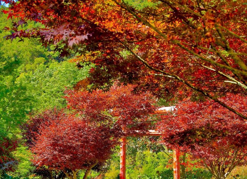 溪頭二日遊 南投溪頭二日遊【山林慢活之旅】溪頭+杉林溪兩天一夜路線，親子同遊、情侶約會景點 7 2026