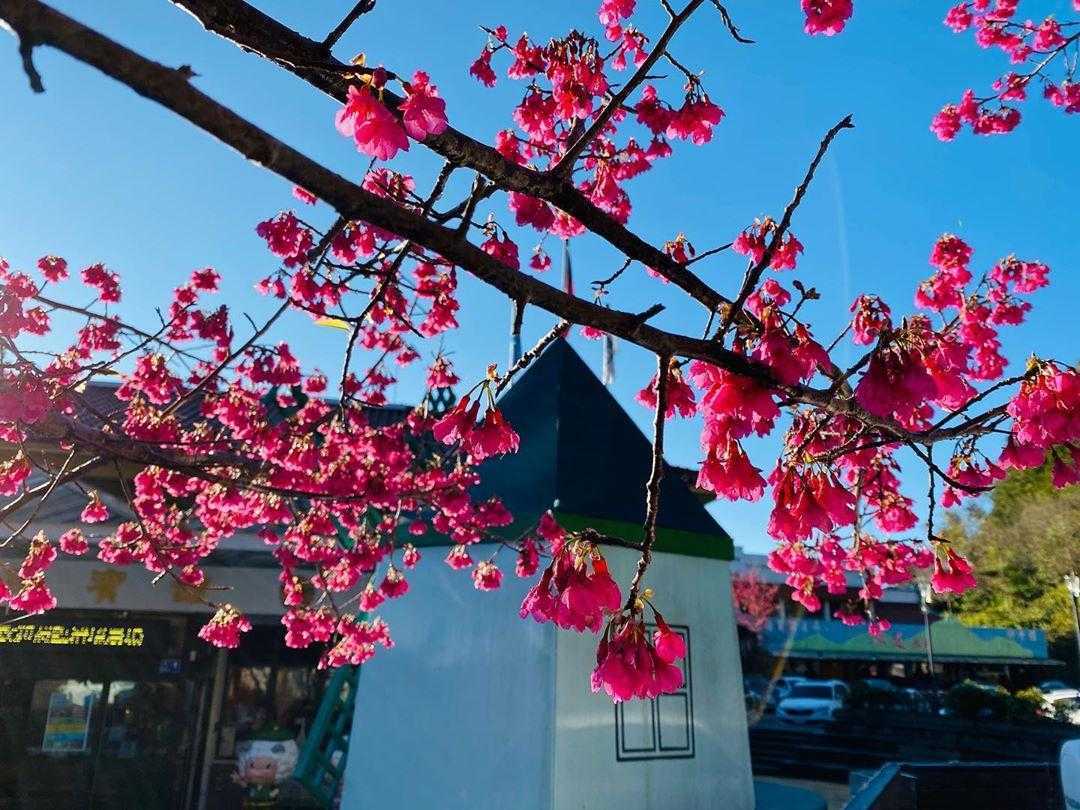 清境國民賓館 清境國民賓館|距離清境農場最近、最方便、CP值也最高的清境住宿 9 2026