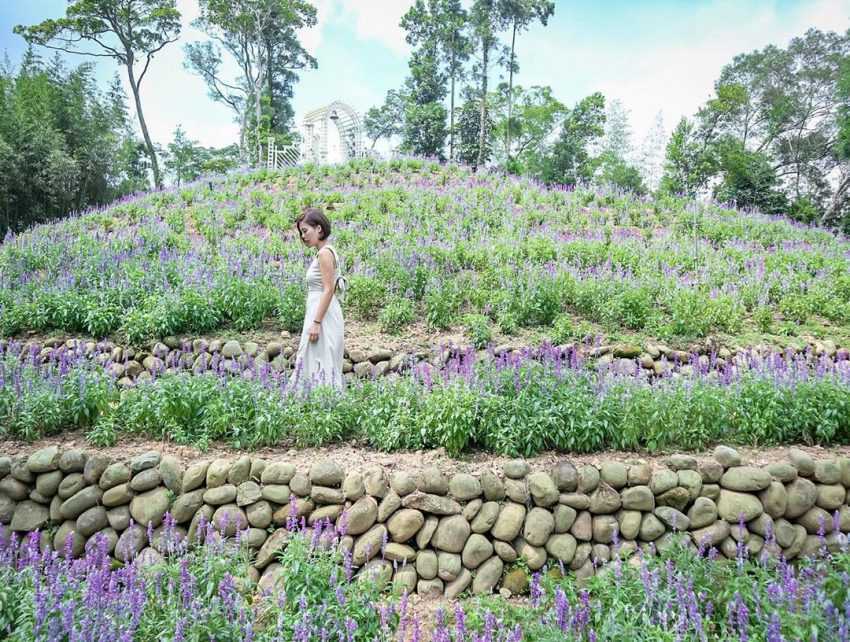 【薰衣草森林】四季都有浪漫花景!最新花況、螢火蟲季、門票、交通懶人包 【薰衣草森林】四季都有浪漫花景!最新花況、螢火蟲季、門票、交通懶人包