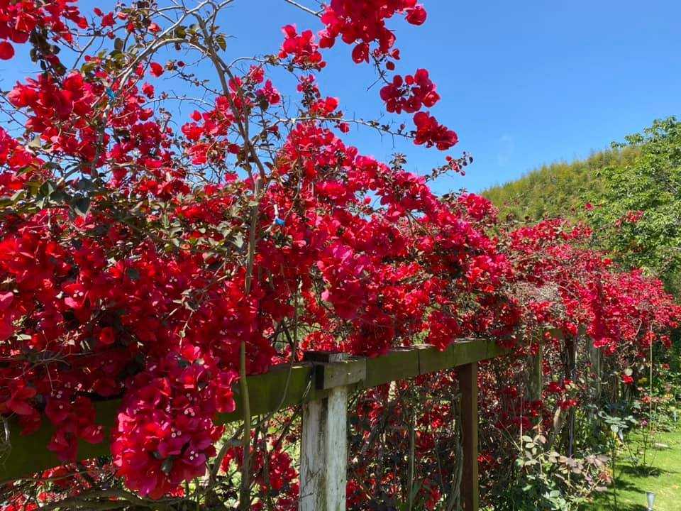 阿里山茶香花園 