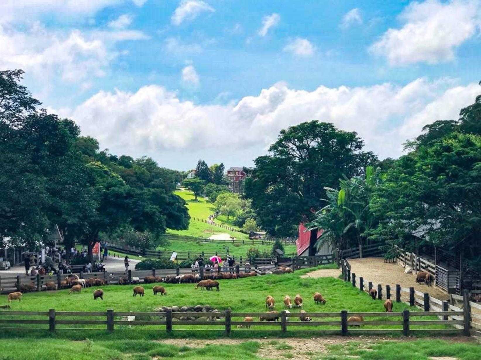 苗栗二日遊 飛牛牧場 苗栗二日遊 飛牛牧場