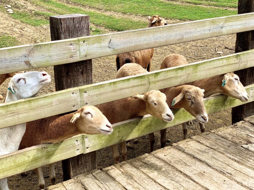 【飛牛牧場】苗栗通霄好玩的親子景點，門票優惠、園區介紹、住宿推薦懶人包