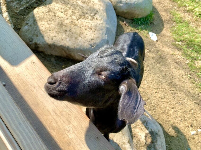 【飛牛牧場】苗栗通霄好玩的親子景點，門票優惠、園區介紹、住宿推薦懶人包