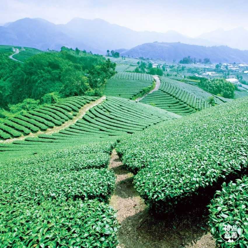 【阿里山茶】推薦｜帶你喝好茶，教你如何分辨金萱茶、烏龍茶、紅茶＆嚴選人氣阿里山茶家