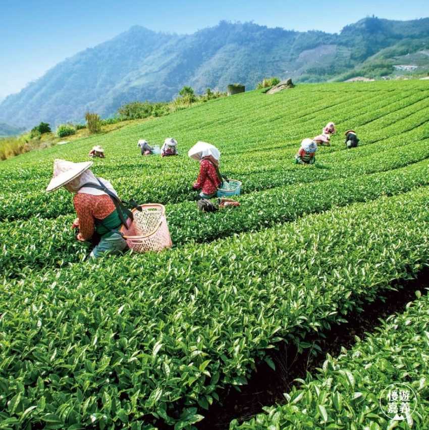 【阿里山茶】推薦｜帶你喝好茶，教你如何分辨金萱茶、烏龍茶、紅茶＆嚴選人氣阿里山茶家