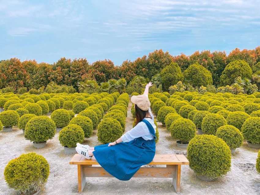 彰化打卡景點 田尾波波草