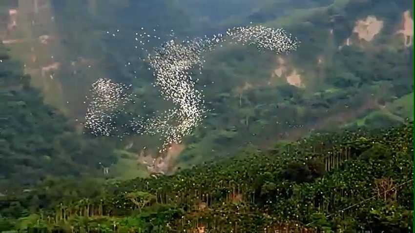 阿里山黃頭鷺季| 賞鳥時間、地點,周邊美食、景點懶人包 阿里山黃頭鷺季| 賞鳥時間、地點,周邊美食、景點懶人包