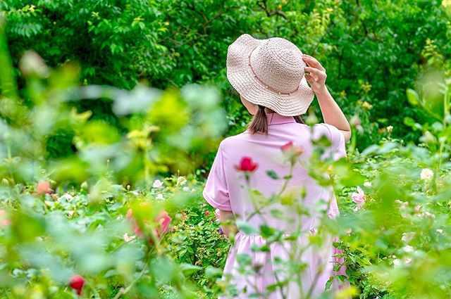 士林官邸鬱金香展2/13登場!新春花卉展/玫瑰/菊展門票、交通總整理 士林官邸鬱金香展2/13登場!新春花卉展/玫瑰/菊展門票、交通總整理