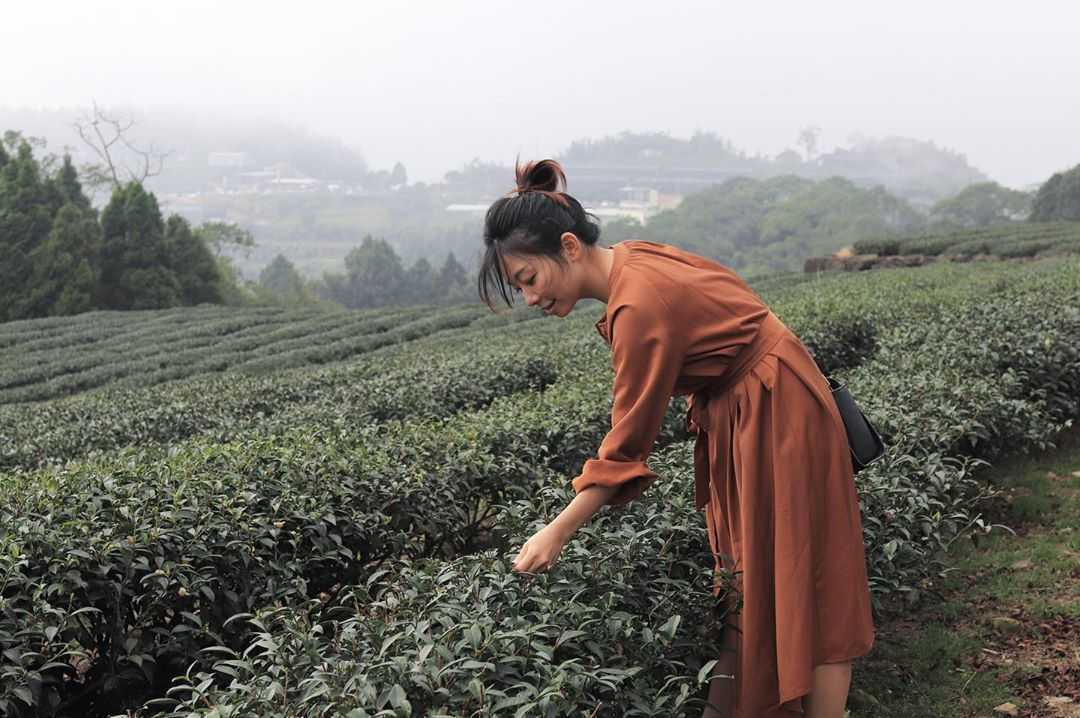 生力農場採茶體驗 阿里山生力農場採茶體驗 | 來當採茶姑娘！風景優美臨近二延坪步道，咖啡、芬多精和茶葉香繚繞鼻尖，品茗阿里山特色茶，來個深度體驗旅遊 3 2026